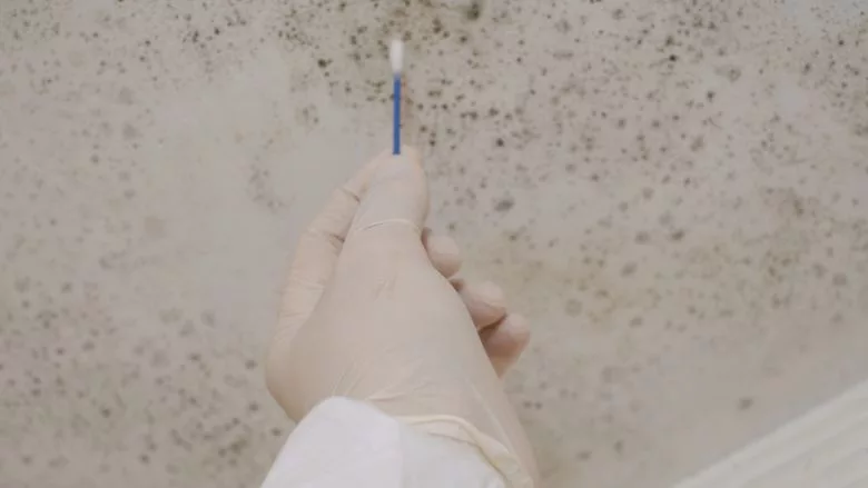 3 Mold Analysis Tools Restoration Contractors Need After Hurricanes and Floods