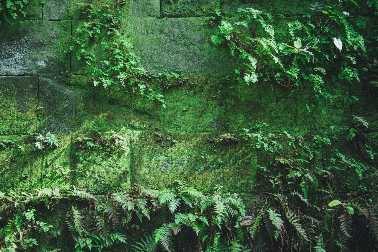 Mold Removal vs. Mold Remediation: What’s the Difference?
