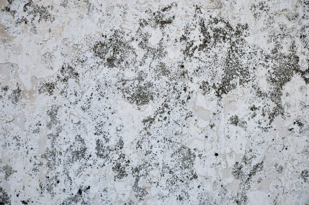 Bedrock Restoration Highlights Mold Prevention in St. Louis Park - WBOC TV