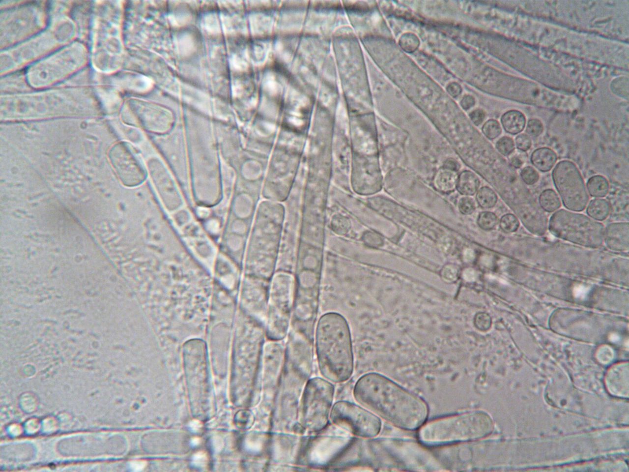 FixMold Advances South Florida Mold Remediation with Cutting-Edge Technology - The National Law Review