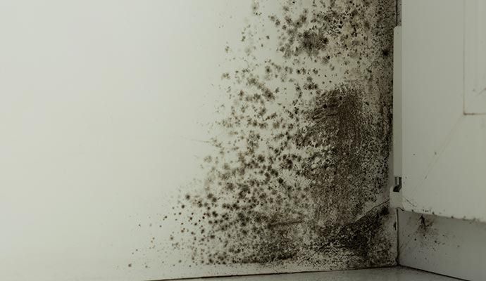 Professional Mold Cleanup and Removal in Orange County — DKI Restotech