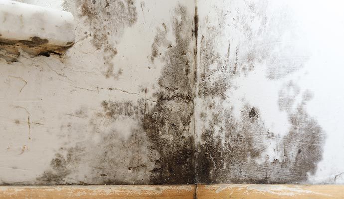 Professional Mold Cleanup and Removal in Orange County — DKI Restotech